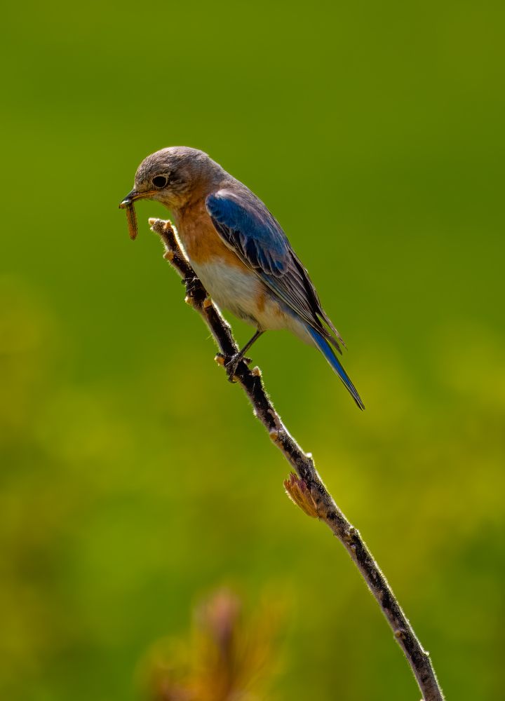 Photograph by Andrew Tri