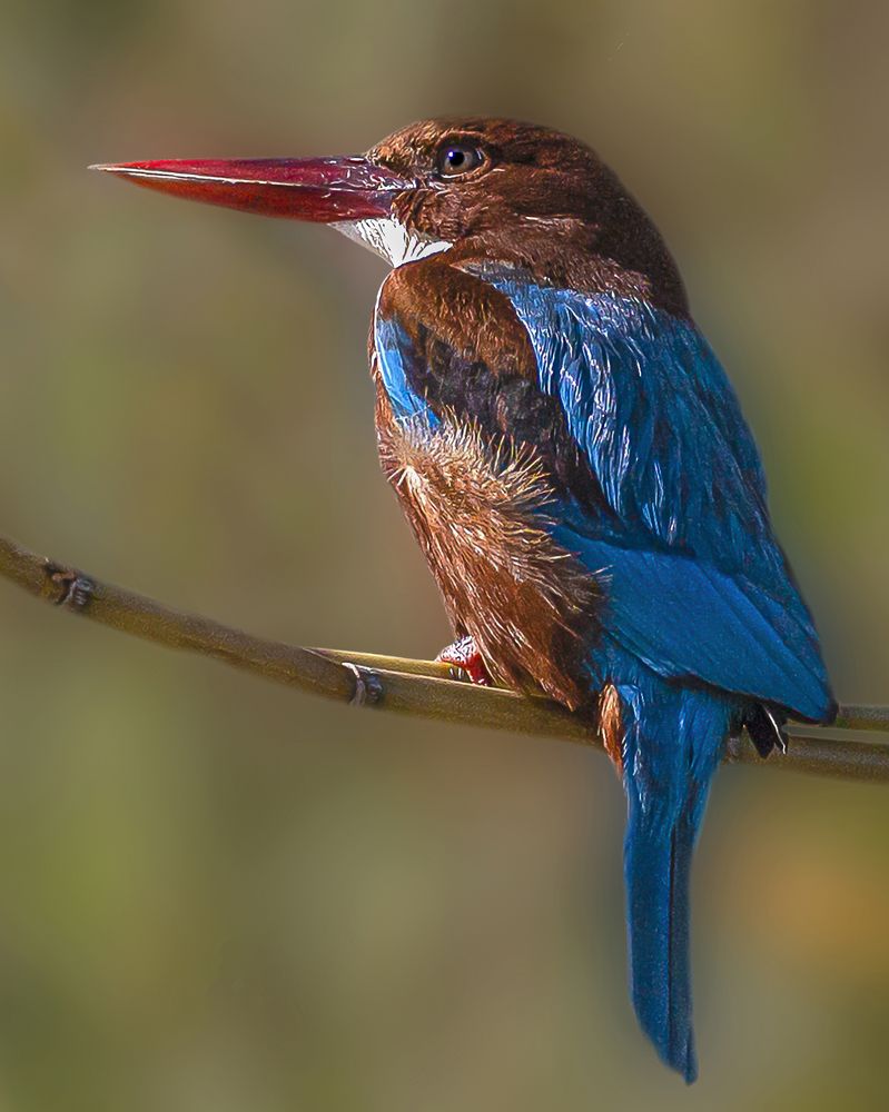 white-breasted kingfisher.