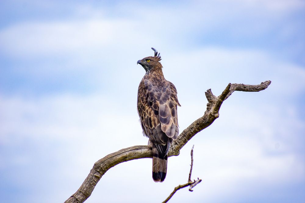 Indian Crowned eagle