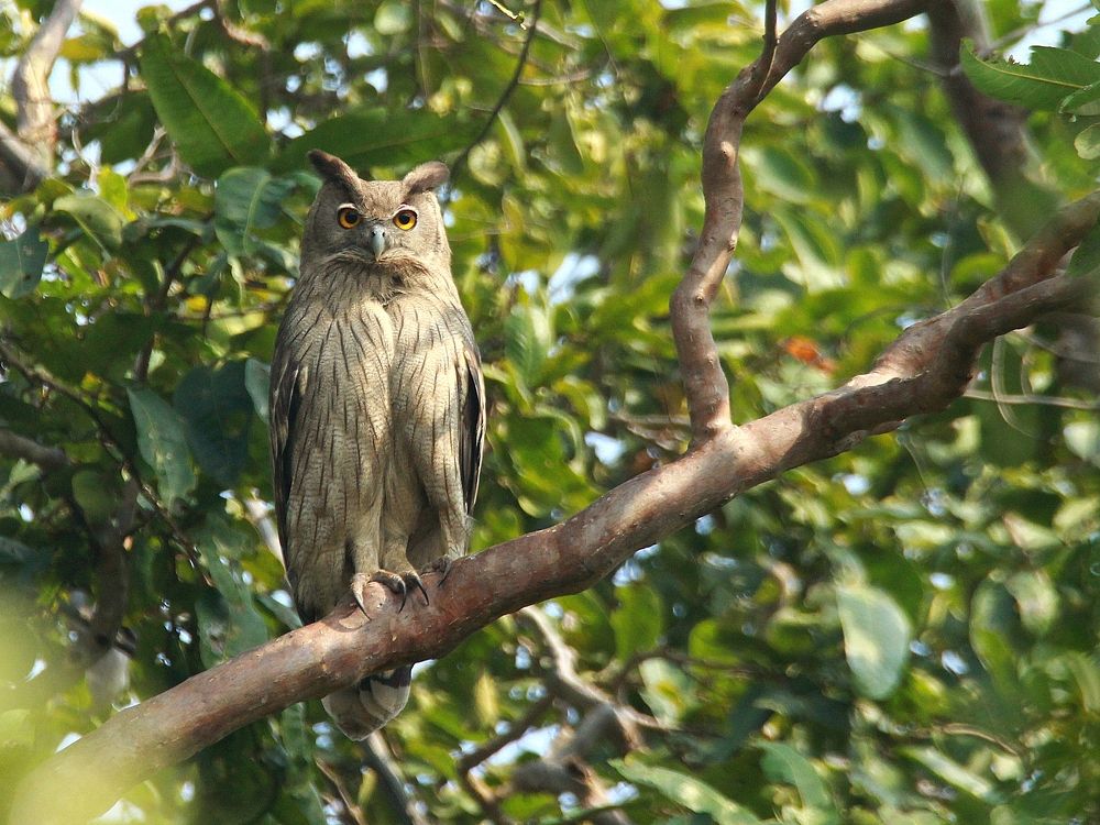 Dusky Eagle-Owl