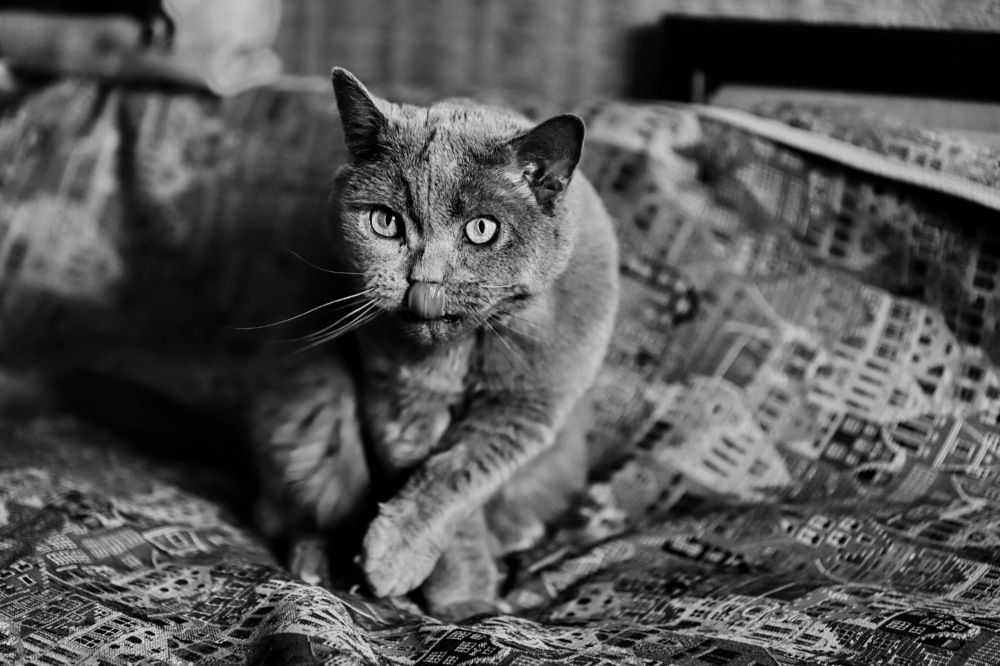 Photograph by Константин Лагоденко