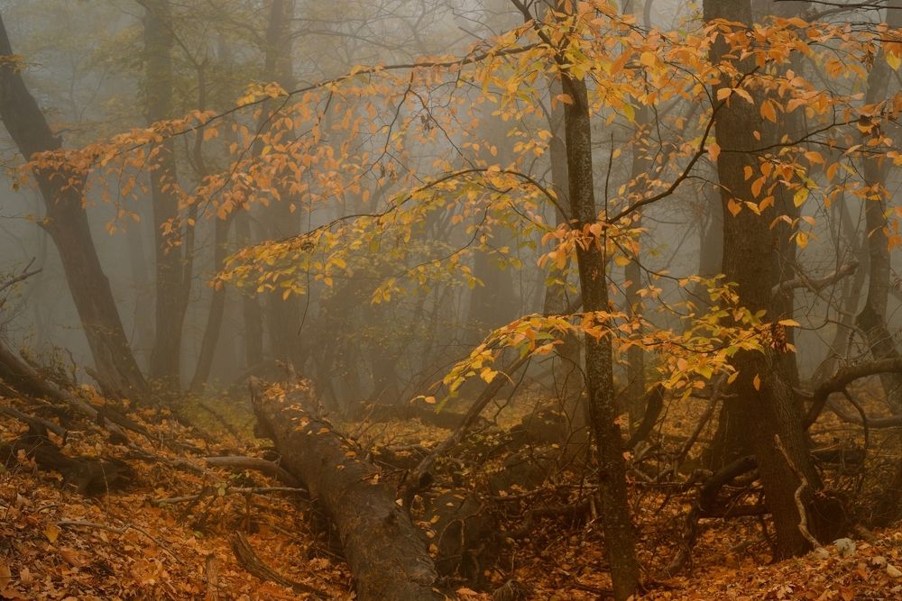 Туманное утро