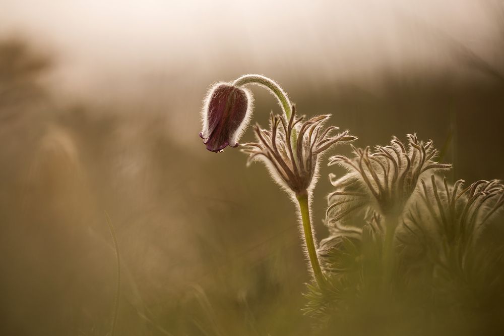 Степной сон