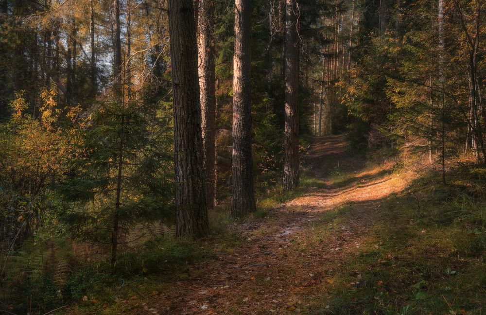 Лесной тропой