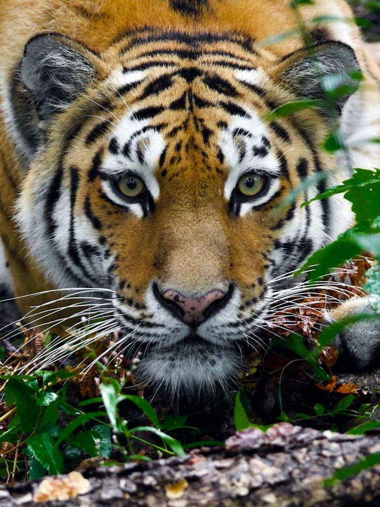 Photograph by Мазурин Евгений