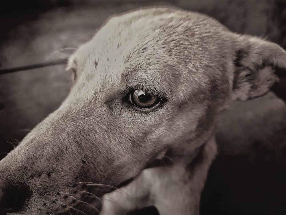 Photograph by Abhay Khapre