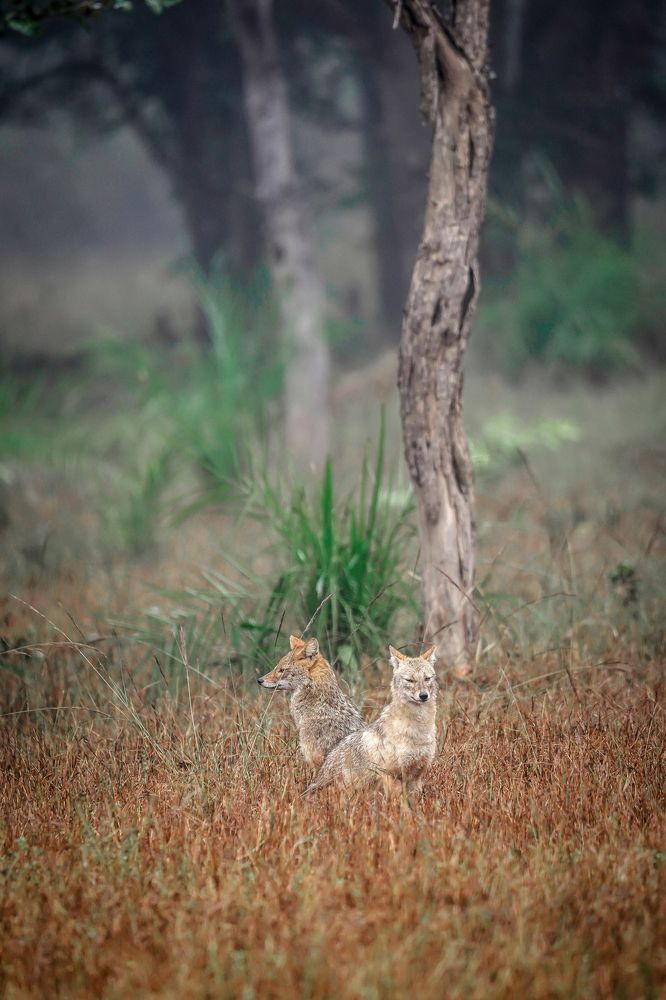 Photograph by Manoji Rudy
