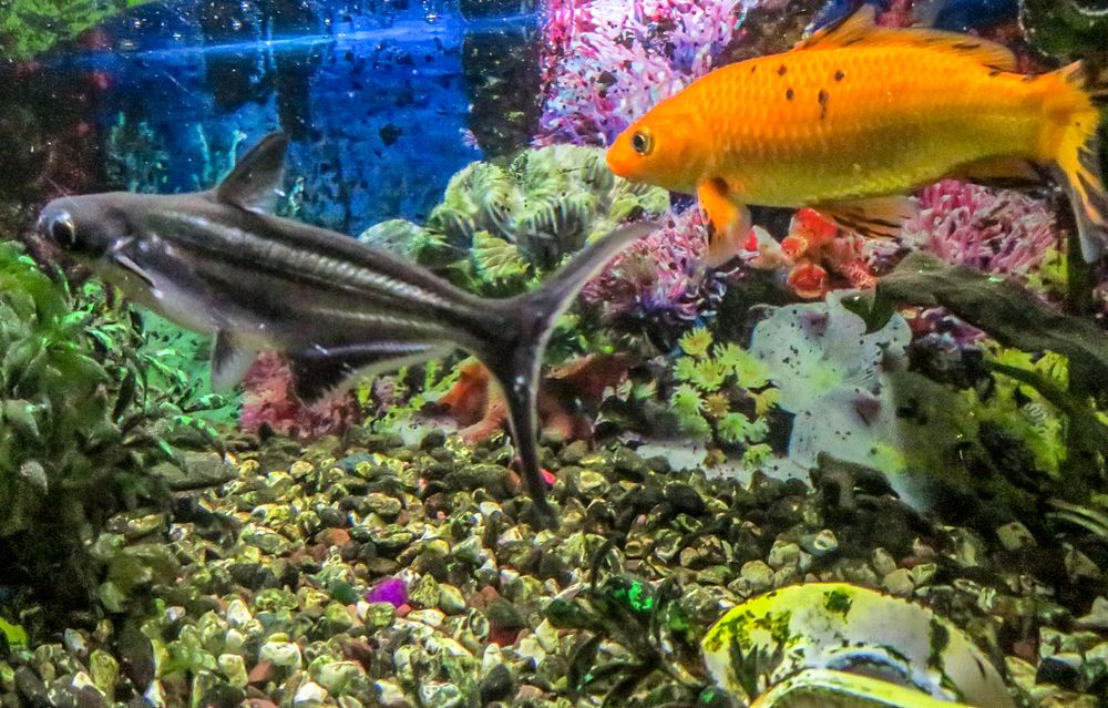 Photograph by Susmita Paul