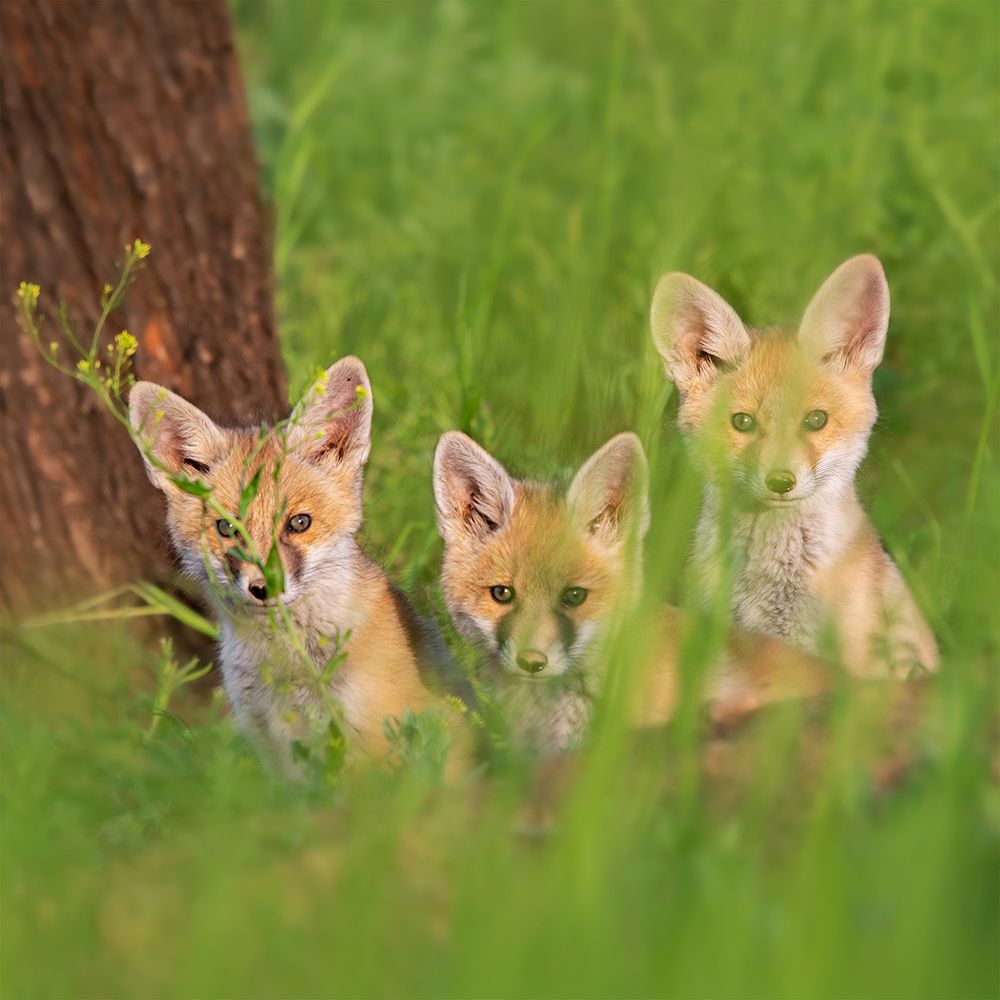 Photograph by sajjad saadat