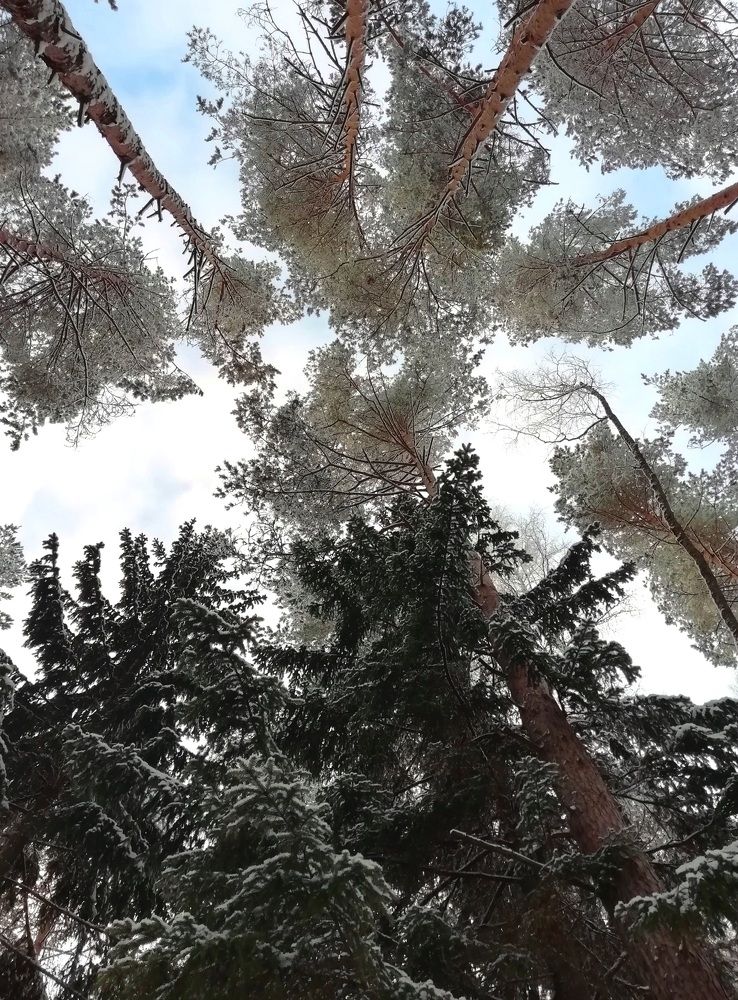 Верхушки зимы