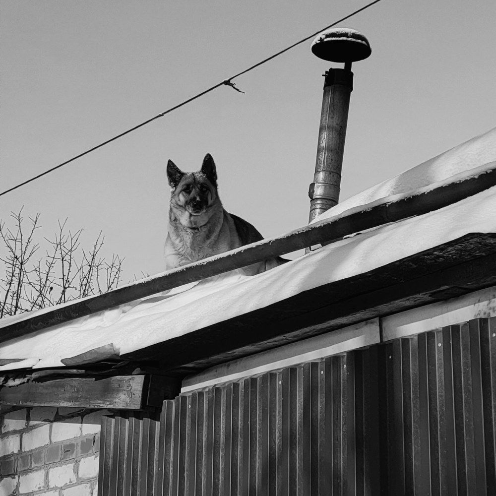Собака на крыше