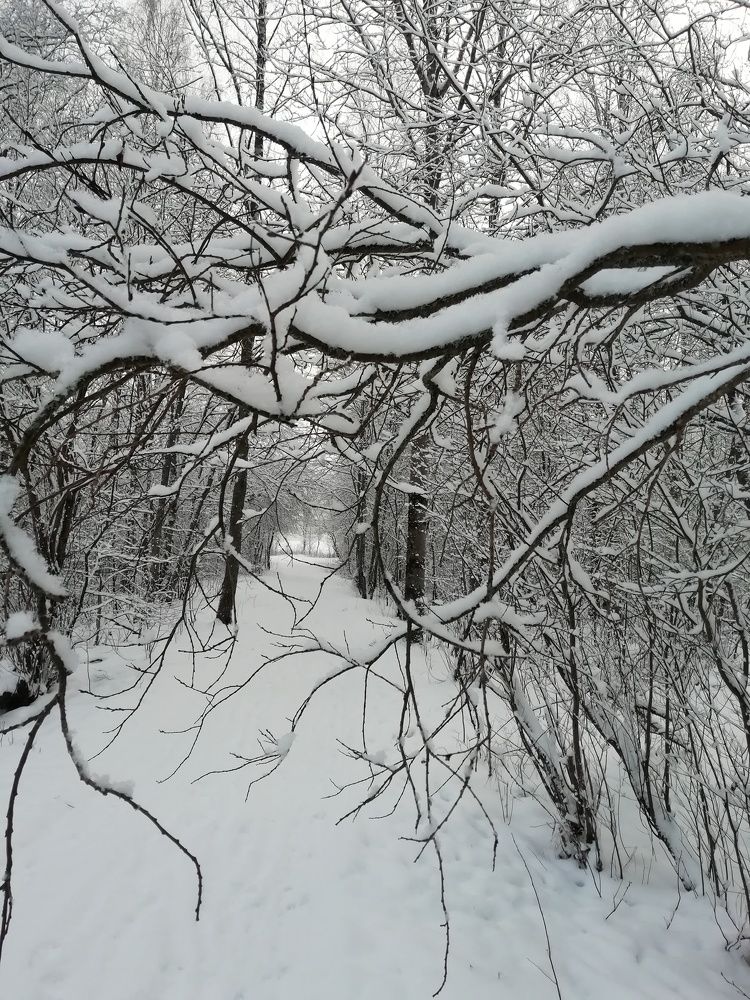 Графика зимы