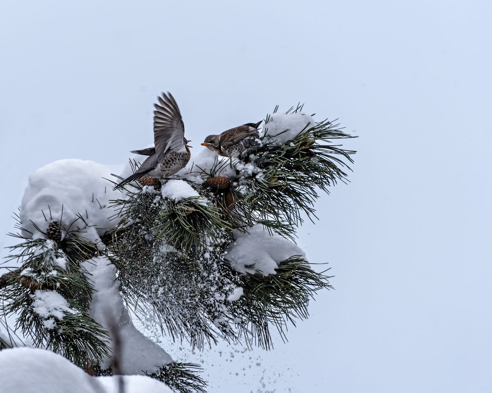 Зимние разборки