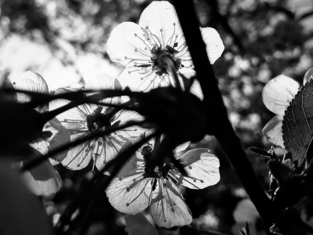 Photograph by Helen Seleznova