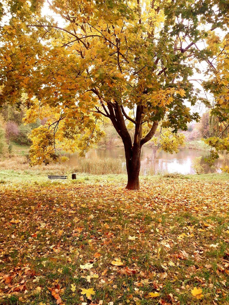 Photograph by Helen Seleznova