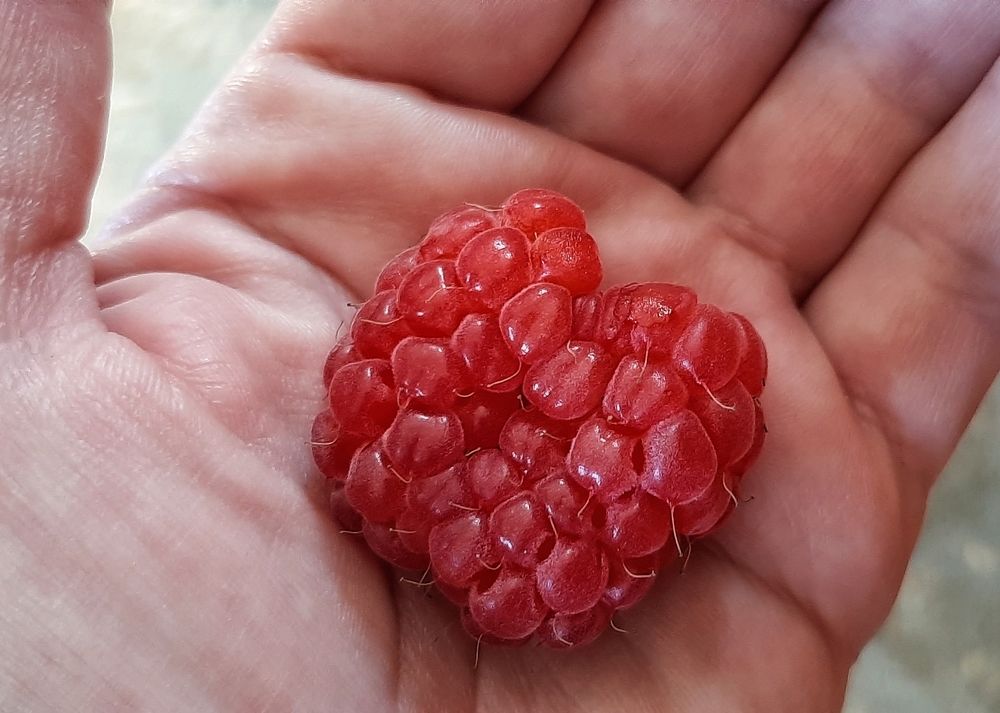 Малина Патрисия