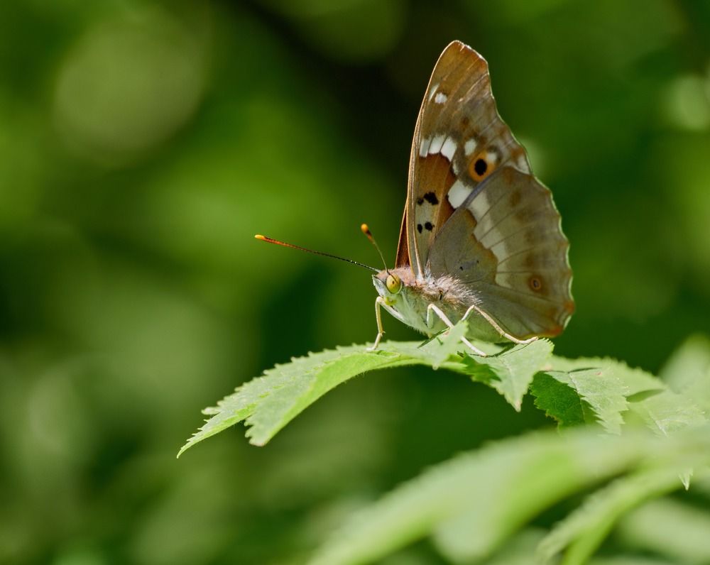 Я за тобой наблюдаю - :))