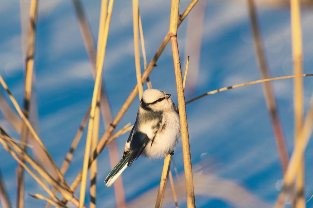 Беля лазоревка.