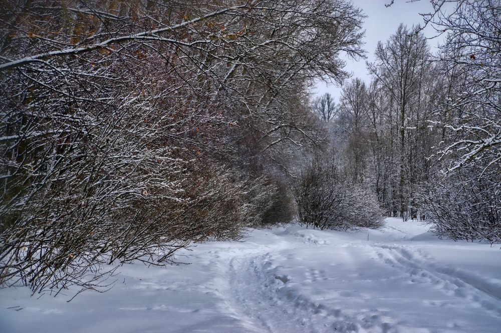 Ельниковская роща.Зима