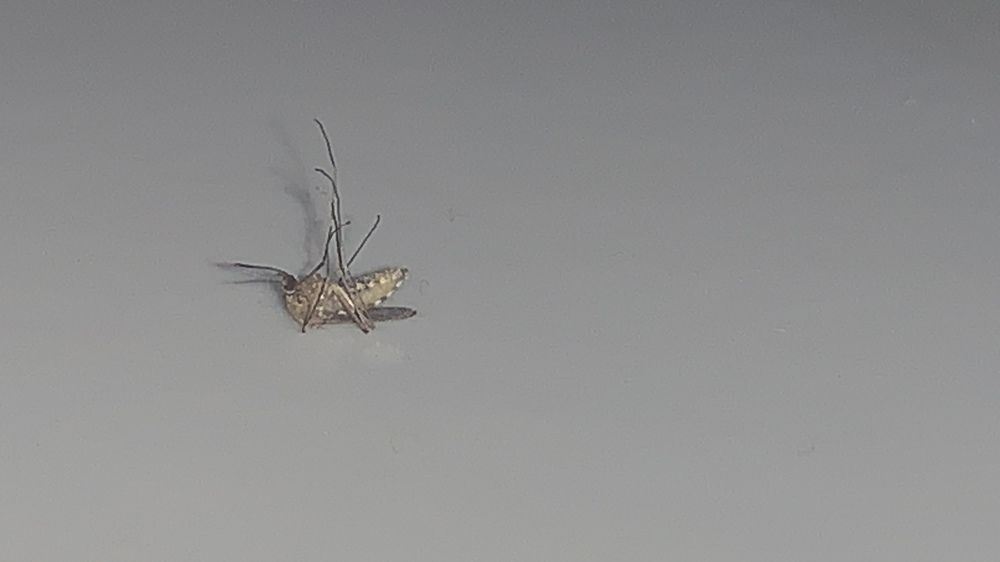 Mosquito playing