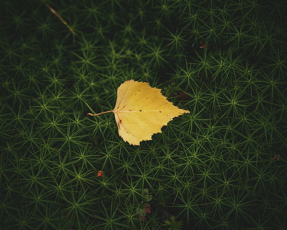 Фотография автора Александр Османов