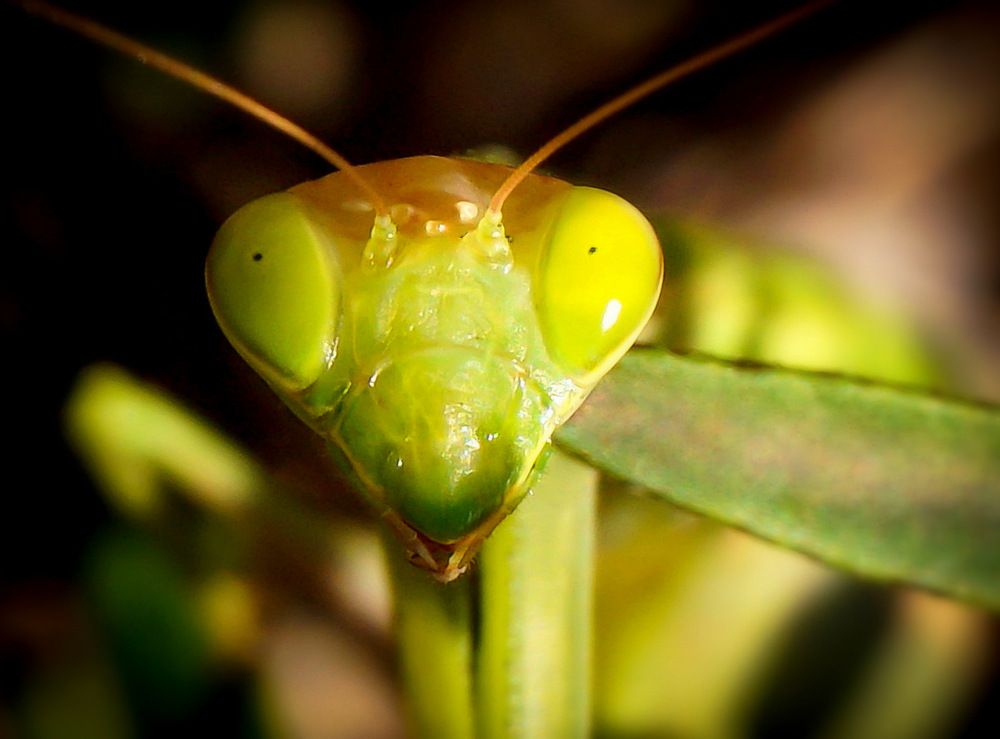 Photograph by Ави Христова