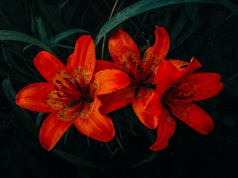 Photograph by Вероника Романенко