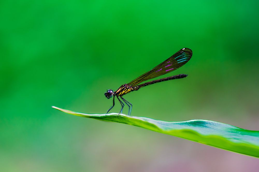 Damsel Fly