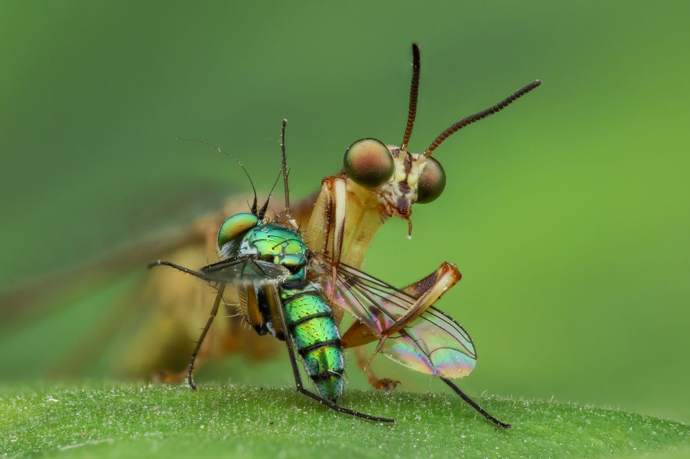 Фотография автора Tran Tuan