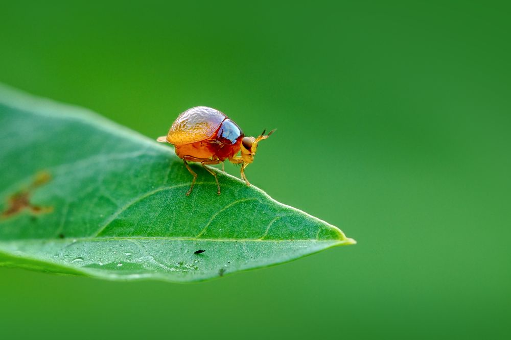 Фотография автора Tran Tuan