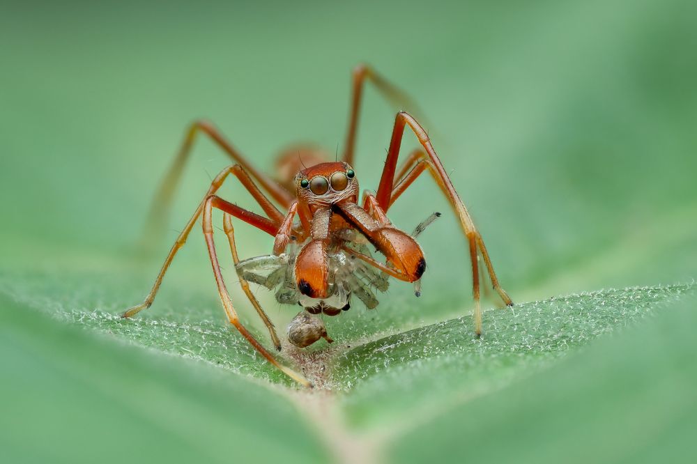 Ant mimic Spider