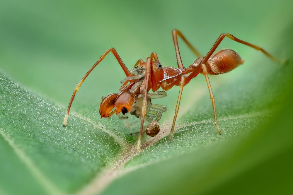 Фотография автора Tran Tuan