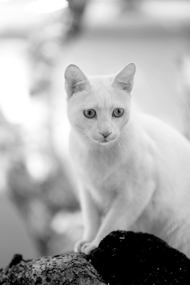 Photograph by Idit Profeta Ron