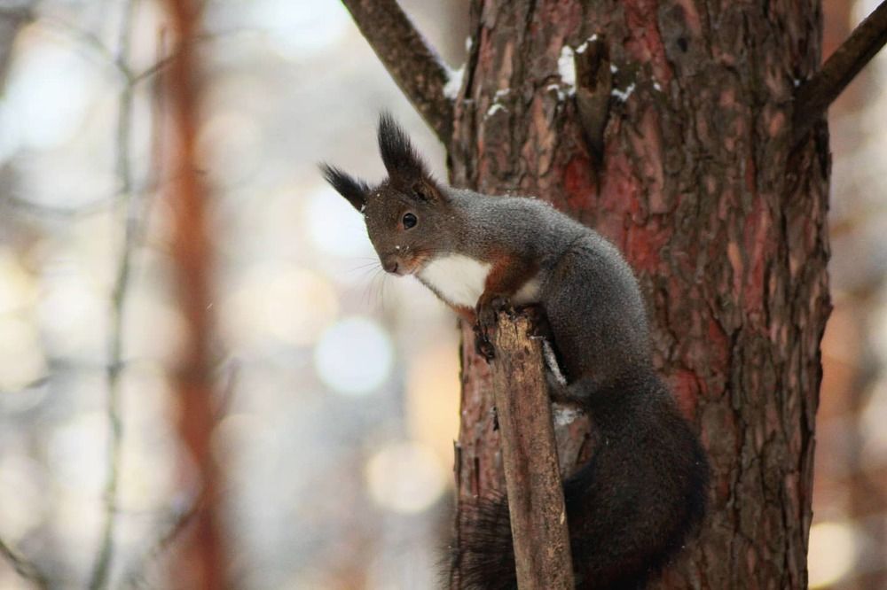 Сибирская белочка