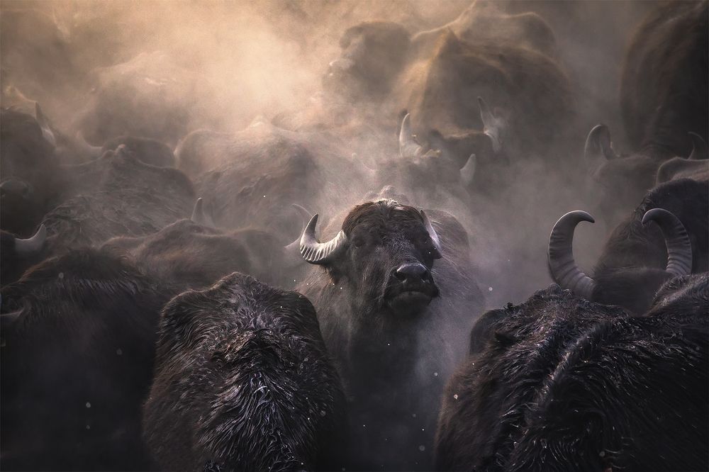 Photograph by Kani (kanipolat.com) Polat