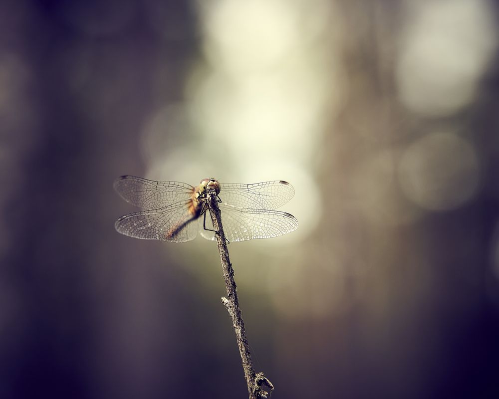 Фотография автора Александр Османов