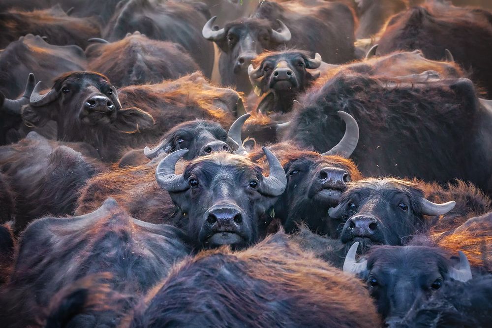 Photograph by Kani (kanipolat.com) Polat