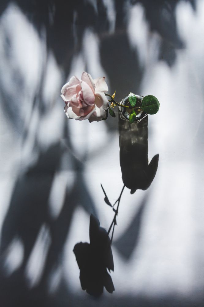 still life with shadows and a rose