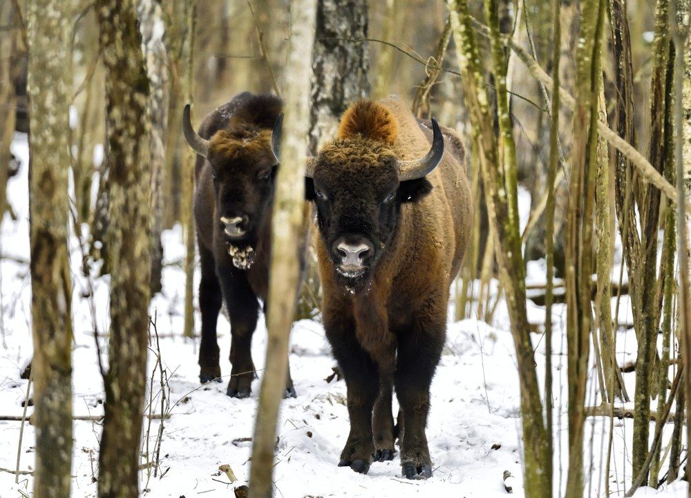 Photograph by Karasev Pavel