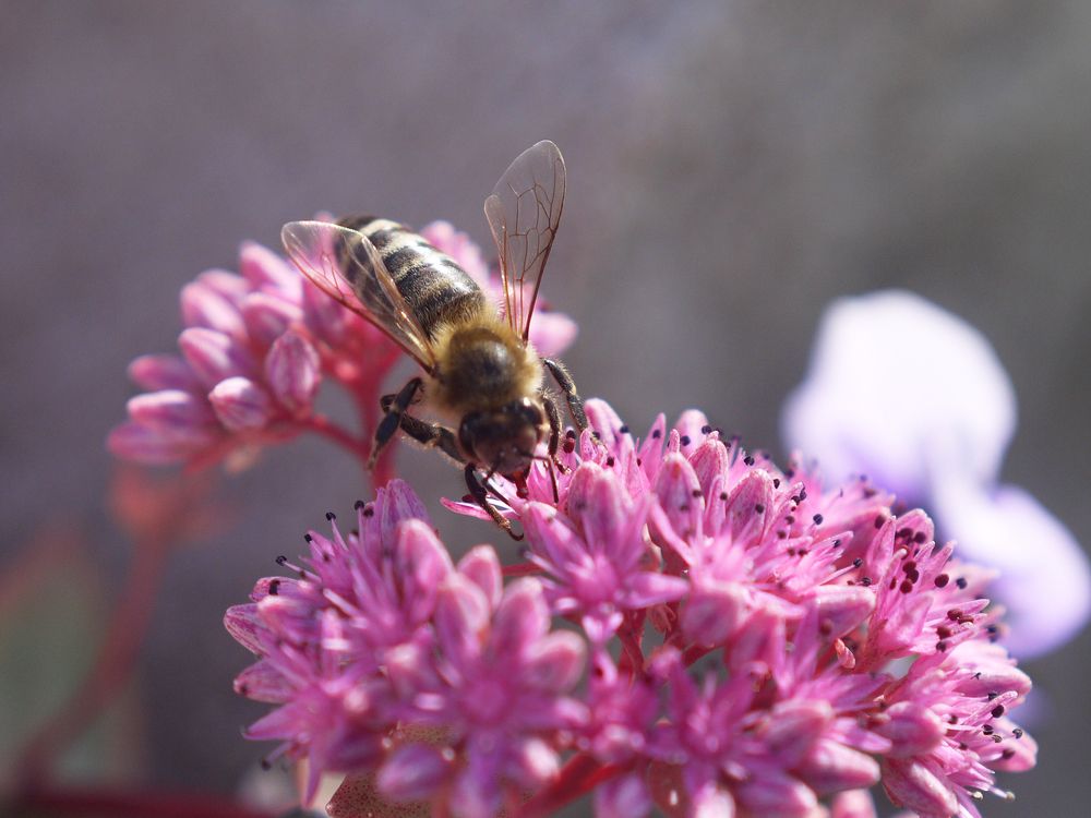 Осенние будни пчелы