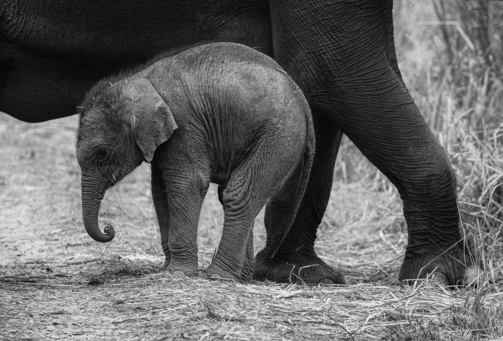 Photograph by Smita Behera