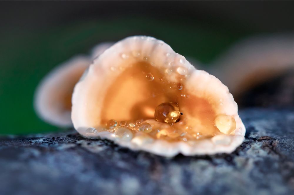 Wonders of Northern Nature