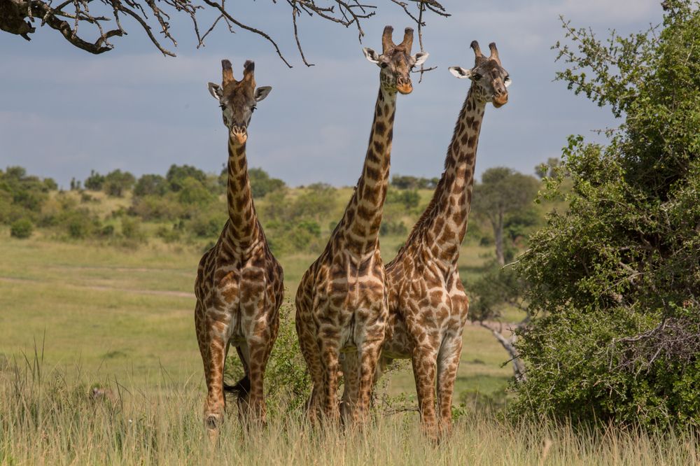 Photograph by Ольга Петруша