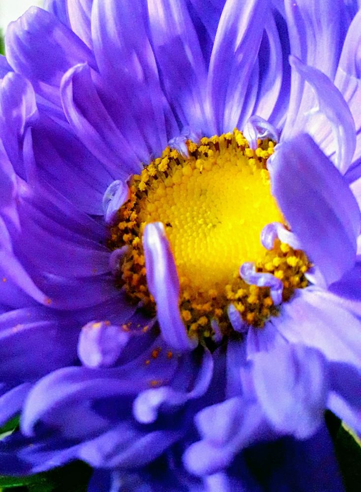 Photograph by Helen Seleznova