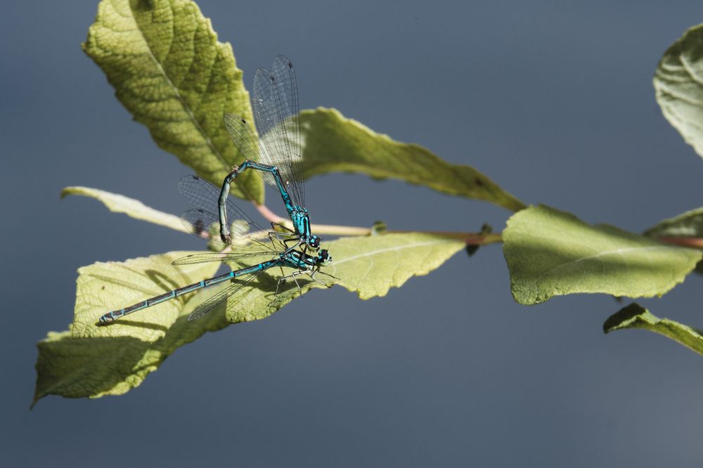 Photograph by Ольга Аристархова