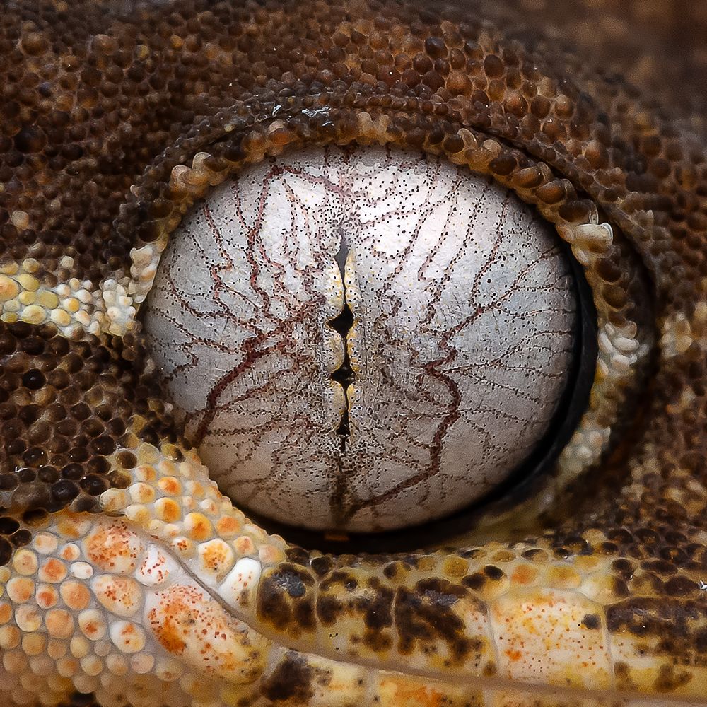 Photograph by Marcus Kam