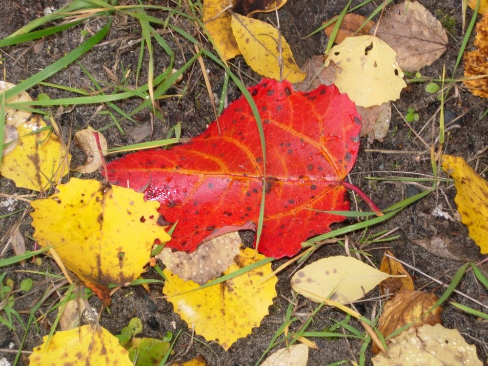 Осенний лист