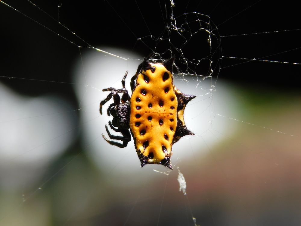 Gasteracantha cancriformis