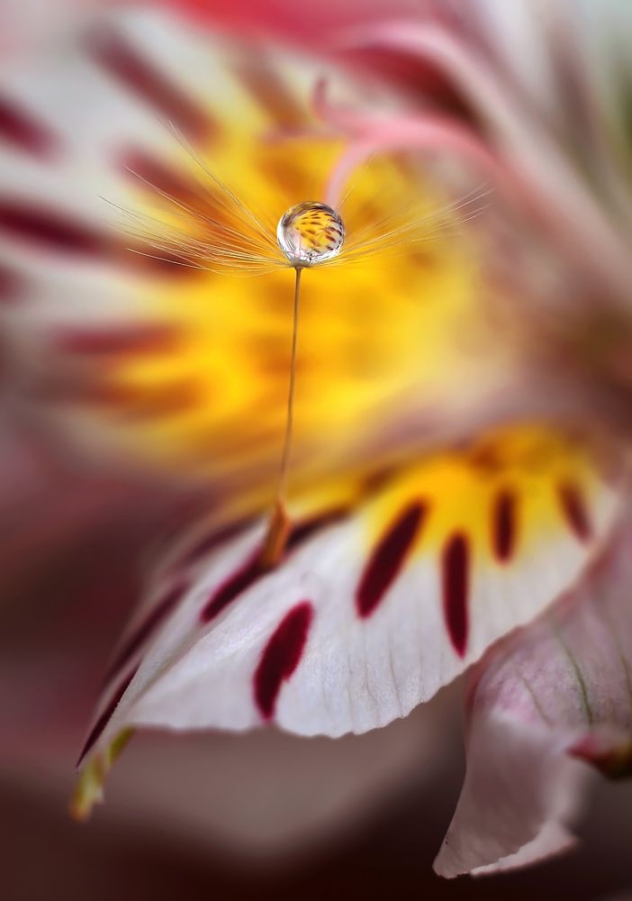 Капельная нежность