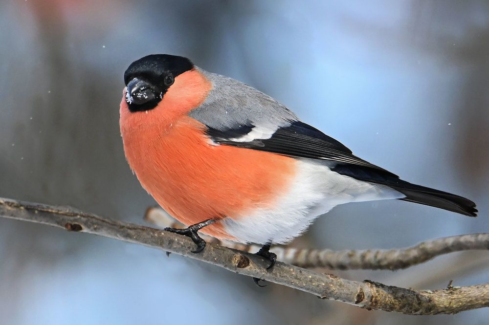 Photograph by Чернобай Анна